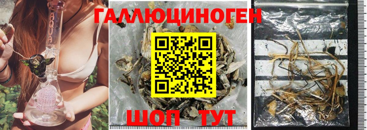 Псилоцибиновые грибы Psilocybe Шахты